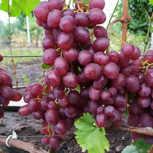 Саженцы винограда Красная Планета (черенкованный) - 2-летний Черновцы