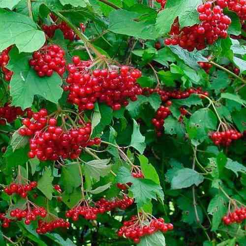 Саджанці калини Красуня (черенкований) - 1-річний Чернівці