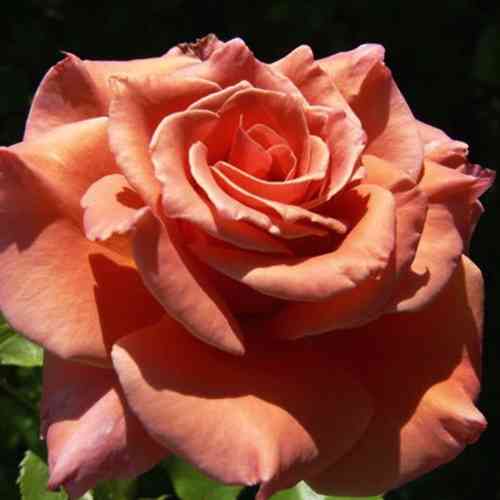 Саженцы роз Эн Хендерсон (привитый) - 2-летний Черновцы