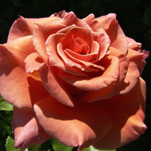 Саджанці троянд Ен Хендерсон (привитий) - 2-річний Чернівці - фото 1