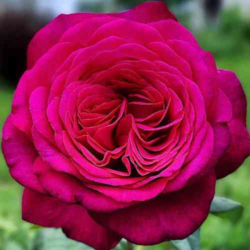 Саджанці троянд Йоганн Вольфганг Фон Гете (привитий) - 2-річний Чернівці