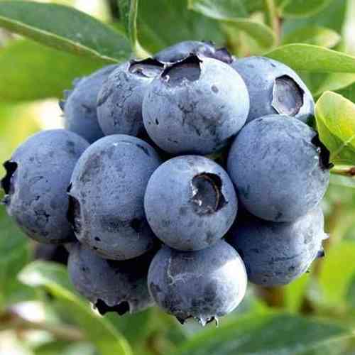 Саженцы голубики Патриот (черенкованный) - 4-летний Черновцы