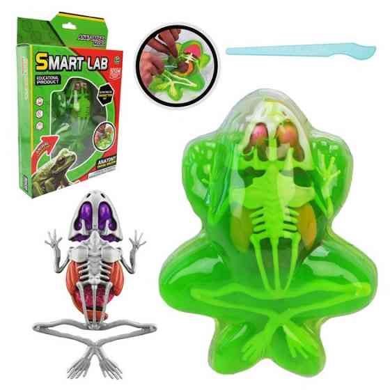Детский лабораторный набор Лягушка 801B, скелет, внутренние органы Винница