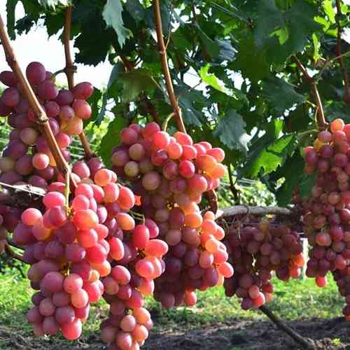 Саженцы винограда Анита (черенкованный) - 2-летний Черновцы