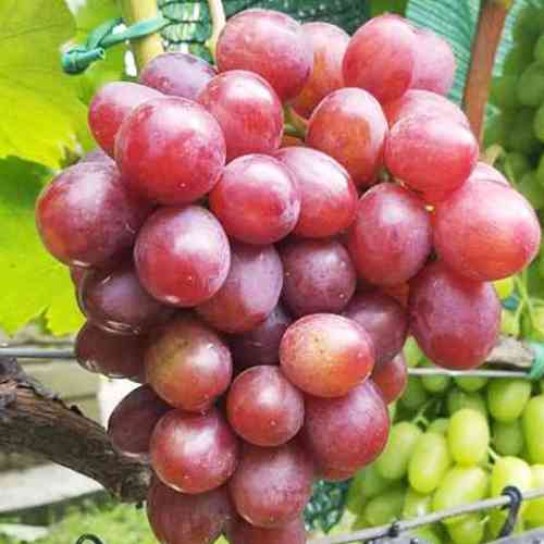 Cаджанці винограду Гран Прі (черенкований) - 2-річний Чернівці