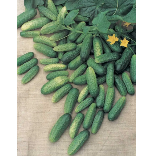 Огурецíс F1 пчелозапыльный 20шт Профессиональное семя Житомир