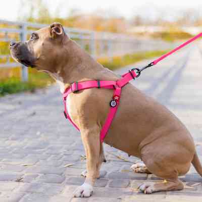 Шлея для собак WAUDOG Waterproof з QR-паспортом XS Ш 15 мм Д 30-39 см рожева (27637) Вінниця