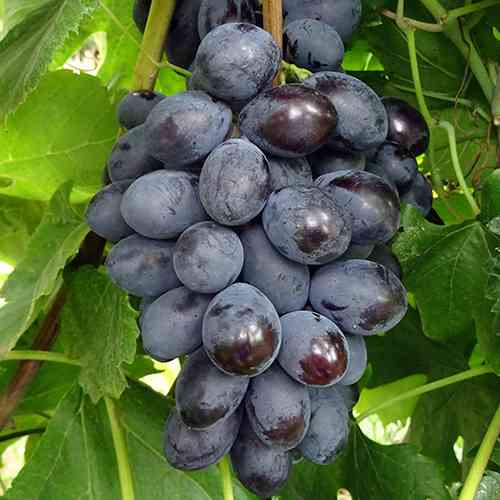 Саженцы винограда Блэк Гранд (черенкованный) - 2-летний Черновцы