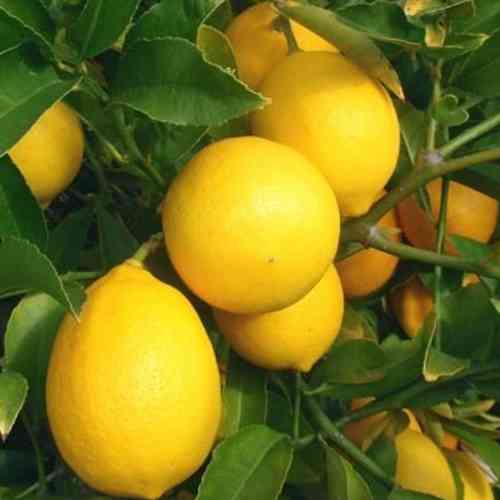 Саженцы лимона Мейера (черенкованный) - 1-летний Черновцы