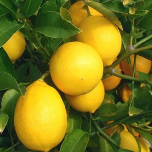 Саджанці лимона Мейєра (черенкований) - 1-річний Чернівці - фото 1