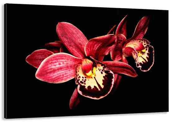 Картина холст в гостиную / спальню Орхідея    MLP_99 90х180см Киев