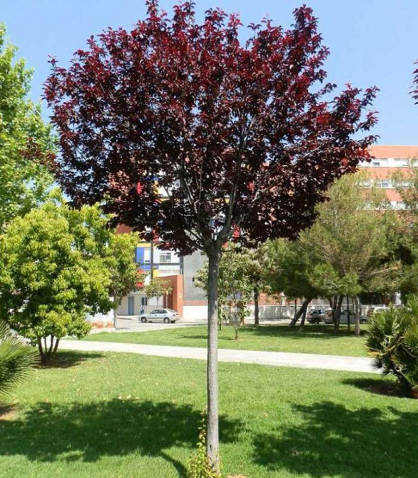 Саженцы сливы на штамбе Хесея (привитый) Черновцы - изображение 1