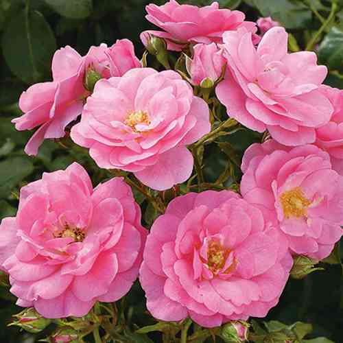 Саджанці троянд Мірато (привитий) - 2-річний Чернівці