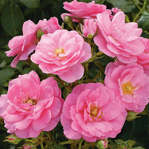 Саджанці троянд Мірато (привитий) - 2-річний Чернівці - фото 1