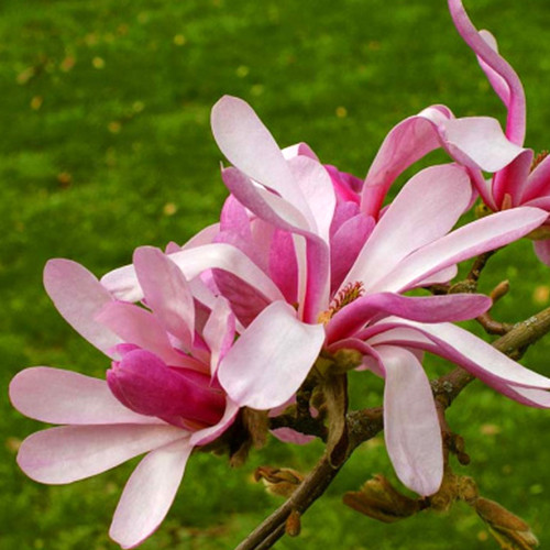 Саженцы магнолии Леонард Мессел (привитый) - 3-летний Черновцы - изображение 1