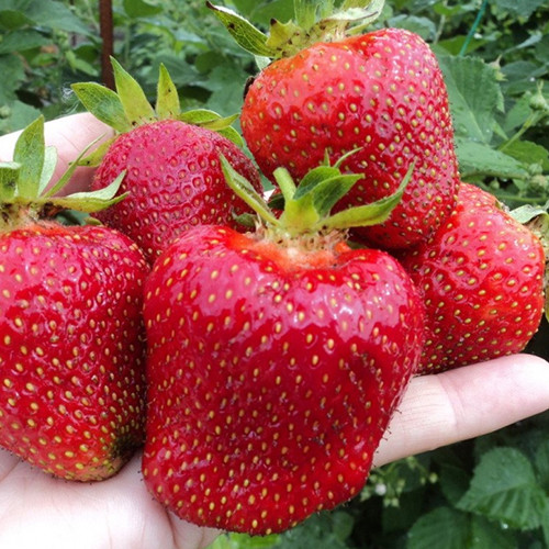 Саджанці полуниці Джолі (10 штук) - 1-річний Чернівці - фото 1