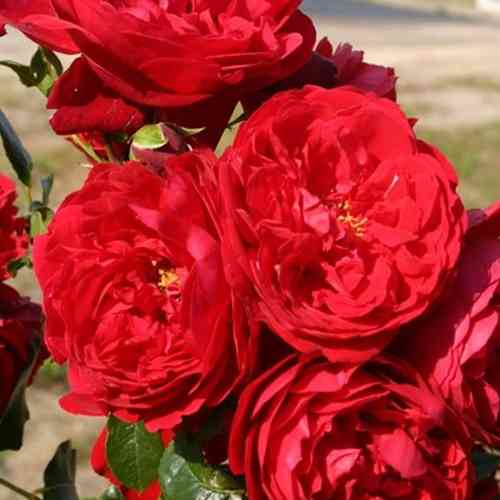 Саженцы роз Фокино (привитый) - 2-летний Черновцы