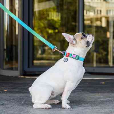 Повідок для собак WAUDOG Nylon Recycled S Ш 15 мм Д 122 cм блакитний (46622) Вінниця