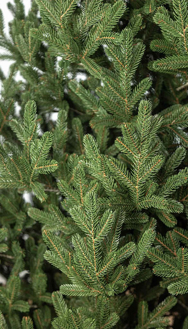 Ялинка Віденська штучна з густою хвоєю (Зелена) 2.2м Київ - фото 5