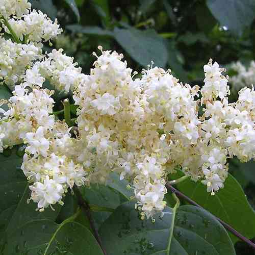 Саджанці бузку Амурський (привитий) - 2-річний Чернівці