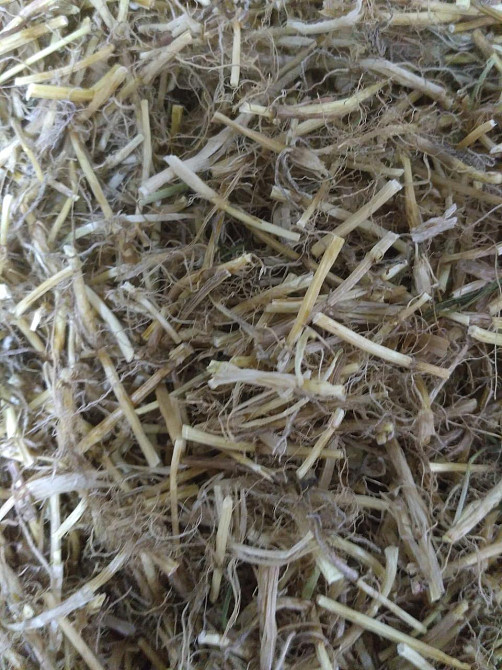 Пирій повзучий (корінь) (Корень пырея)100г master sem Киев - изображение 2