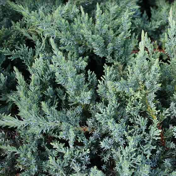 Саджанці ялівцю Сан Хосе Чернівці