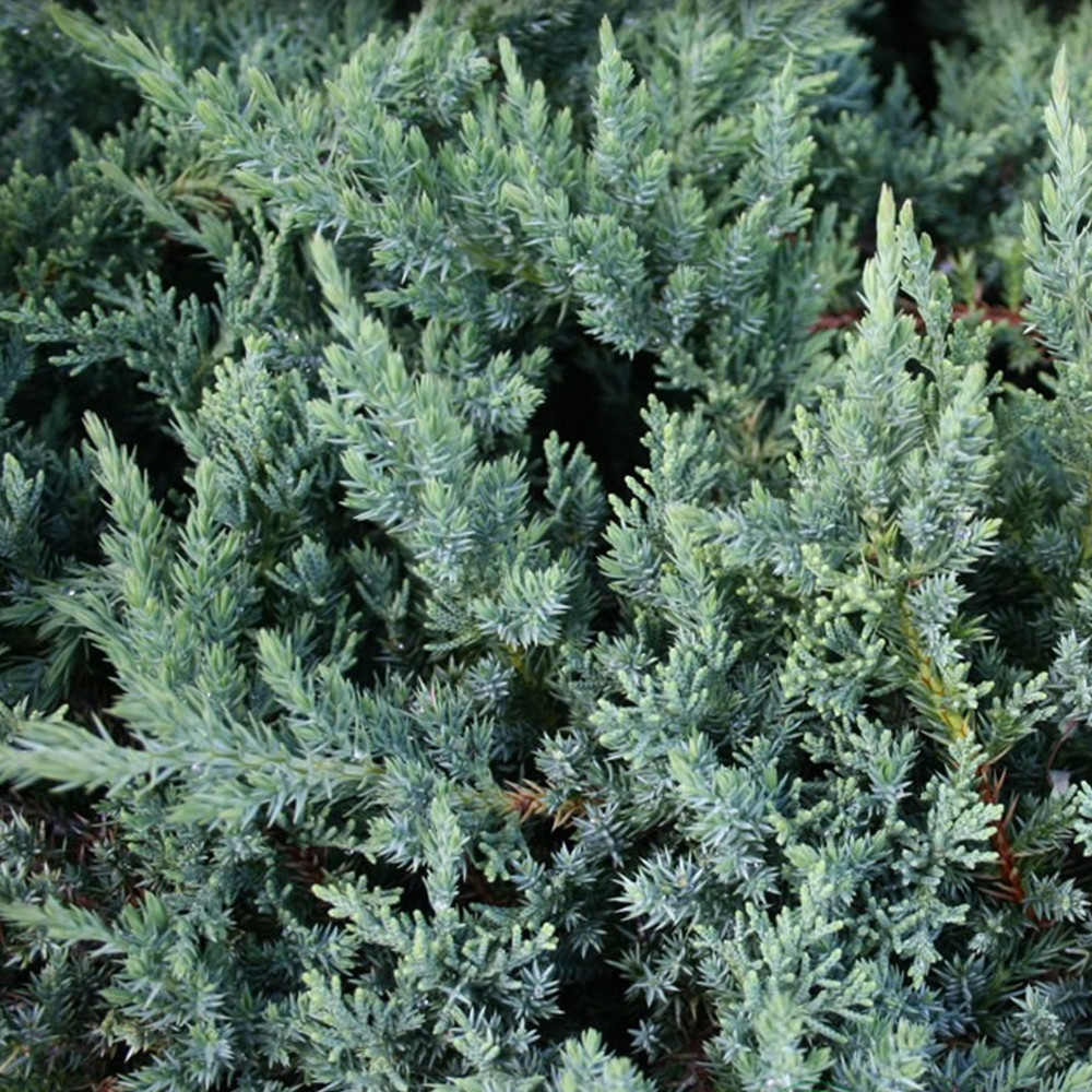 Саджанці ялівцю Сан Хосе Чернівці - фото 3