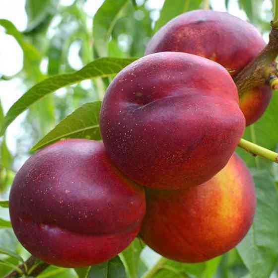 Саженцы нектарина Харко (привитый) - 1-летний Черновцы