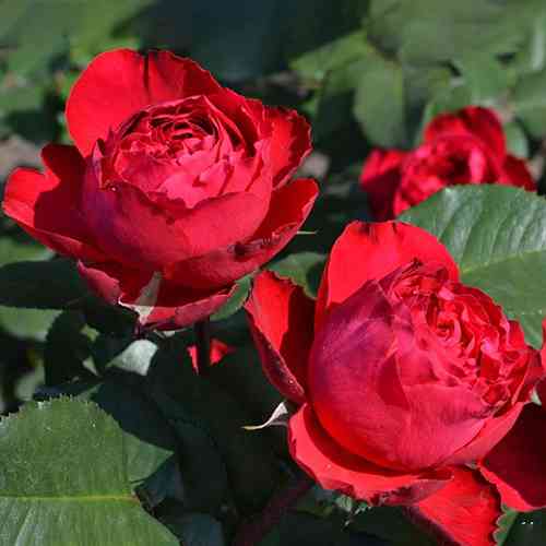 Саженцы роз Травиата (привитый) - 2-летний Черновцы