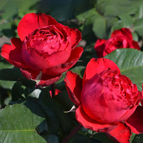 Саджанці троянд Травіата (привитий) - 2-річний Чернівці - фото 1