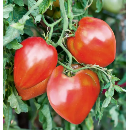 Томат Волове серце рожевий 0,2гр Смачний Житомир