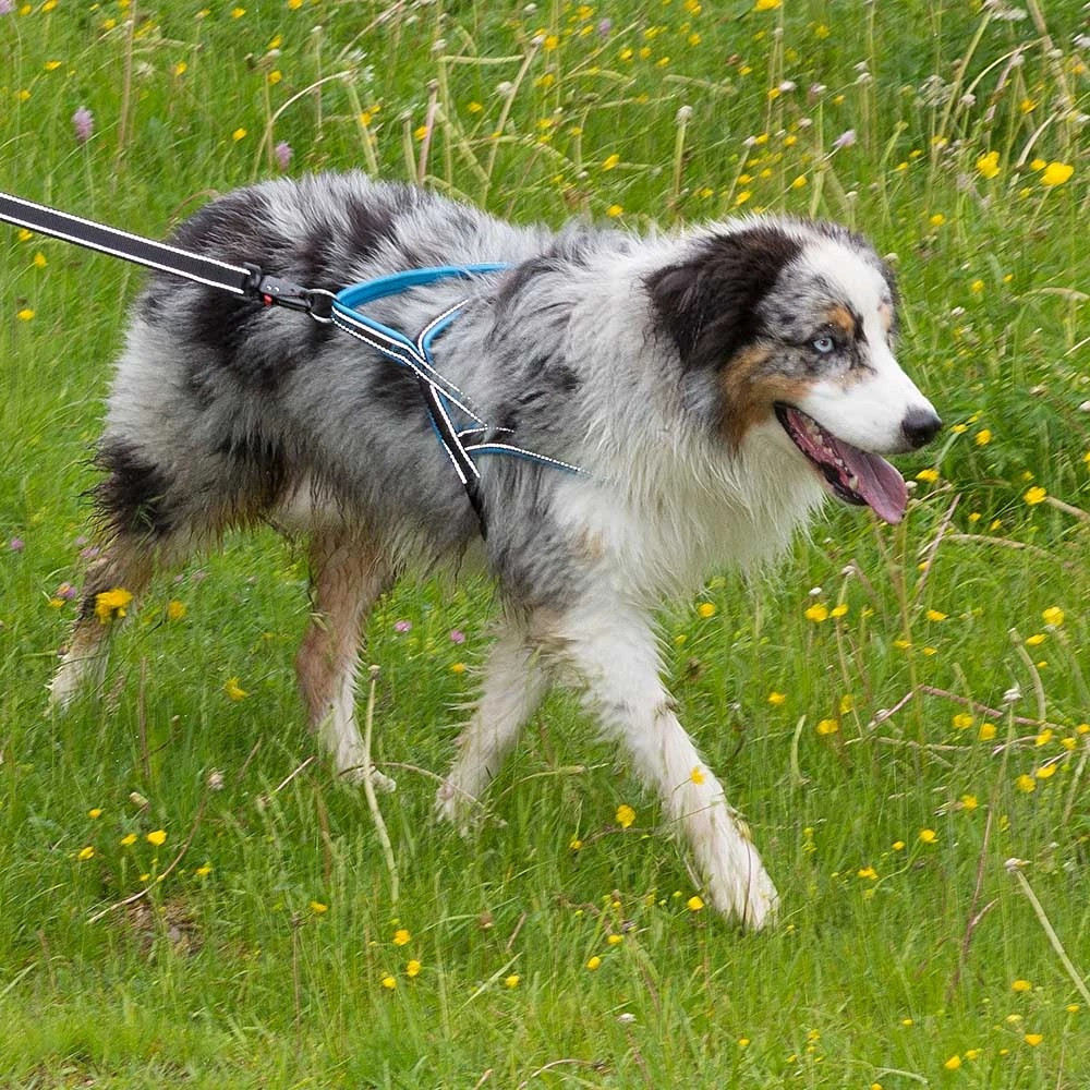 Нейлонова шлейка світловідражаюча норвезького типу для собак Ferplast Sport Dog P (Ферпласт Спорт Дог П) A: 58 см - B: 69 int 86 см - M, Сірий Запоріжжя - фото 8