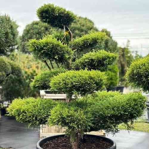 Саженцы можжевельника Юниперус Бонсай (черенкованный) - 3-летний Черновцы