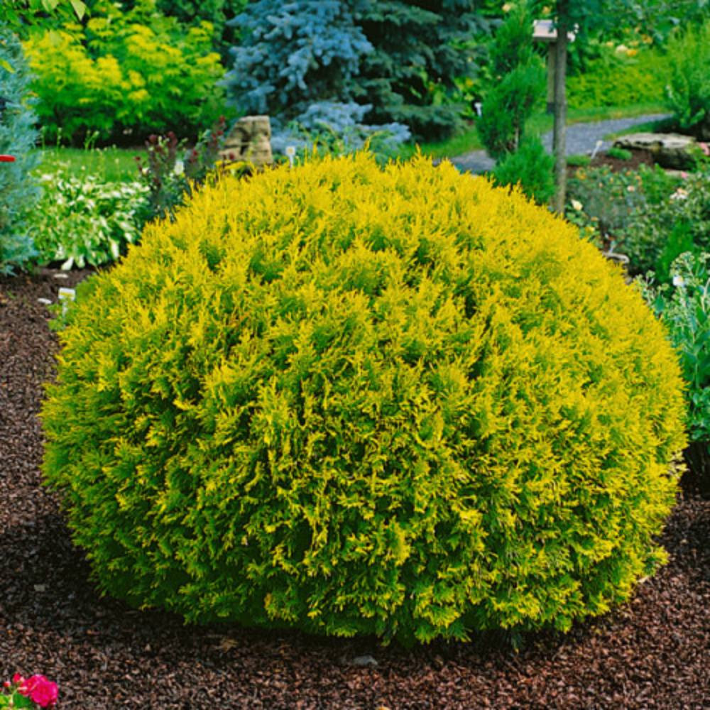 Саженцы западной туи Голден Глоб Черновцы - изображение 1