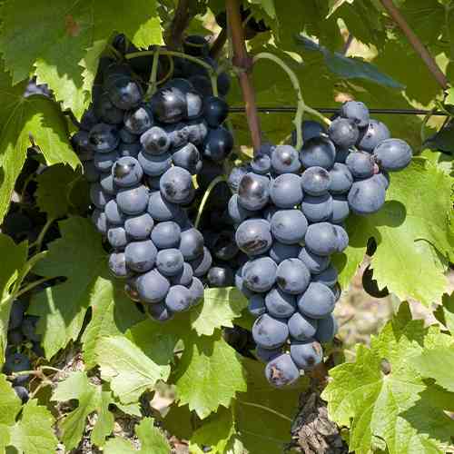 Саженцы винограда Сенсо (черенкованный) - 1-летний Черновцы