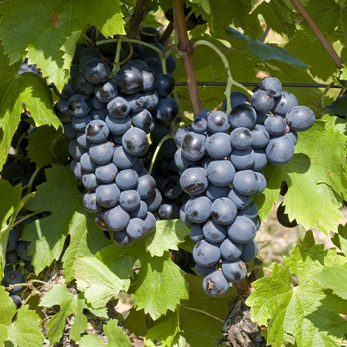 Саженцы винограда Сенсо (черенкованный) - 1-летний Черновцы - изображение 1