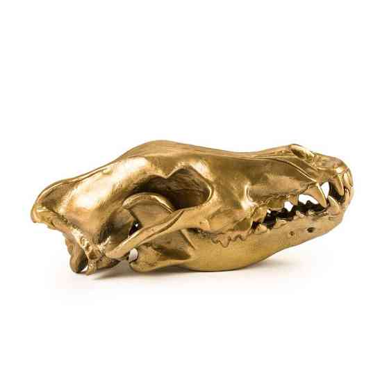 Фигура волчий череп Diesel-wolf skull (14x28х12см) Золотистый Киев