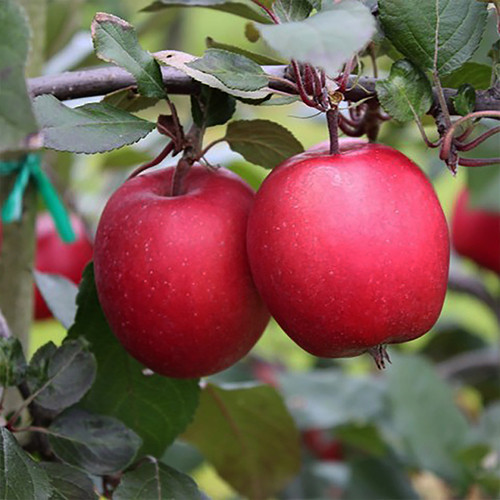 Саджанці яблуні Редлав Ера (привитий) - 2-річний Чернівці - фото 1