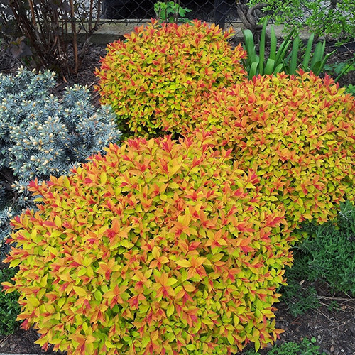 Саджанці спіреї Полум’я (черенкований) - 2-річний Чернівці - фото 1