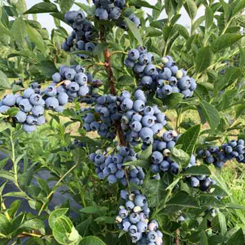 Саджанці лохини Гурон (черенкований) - 3-річний Чернівці