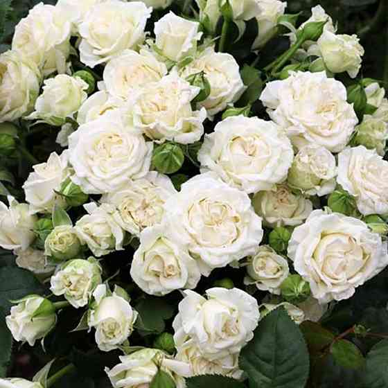 Саженцы роз на штамбе Уайт Леди (привитый) Черновцы