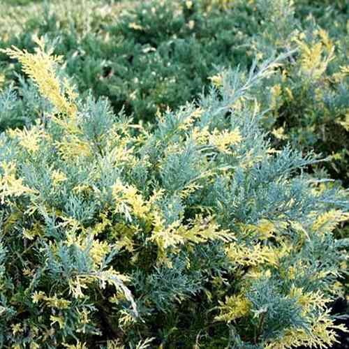 Саженцы можжевельника Синий И Золотой (черенкованный) - 3-летний Черновцы