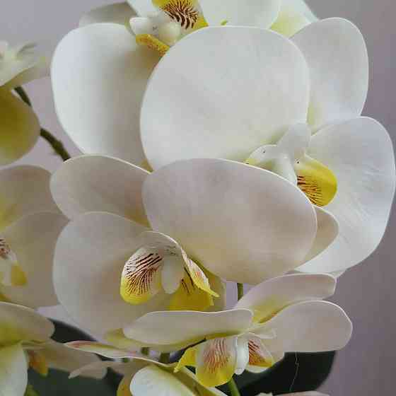 Штучна латексна міні орхідея в білому пластиковому кашпо на дві гілки біла Дніпро