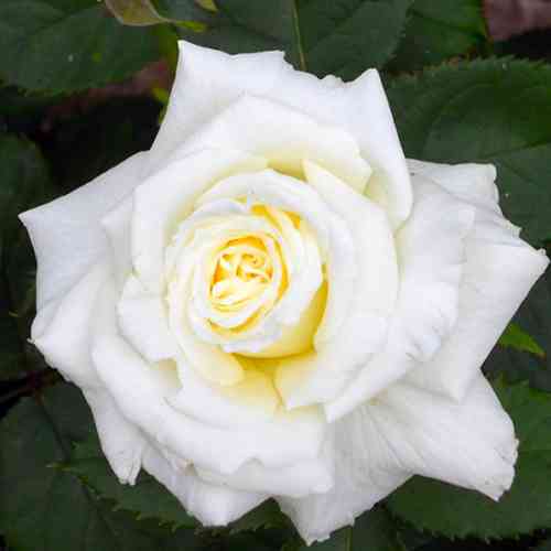 Саджанці троянд Папа Іоанн Павло II (привитий) - 2-річний Чернівці