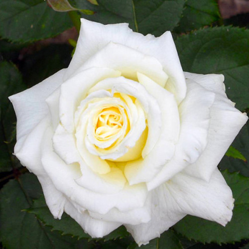 Саджанці троянд Папа Іоанн Павло II (привитий) - 2-річний Чернівці - фото 1