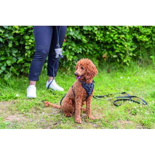 Шлей Trixie CityStyle H-harness для собак хлопок XS-S 30-44 см 10 мм чорна Київ