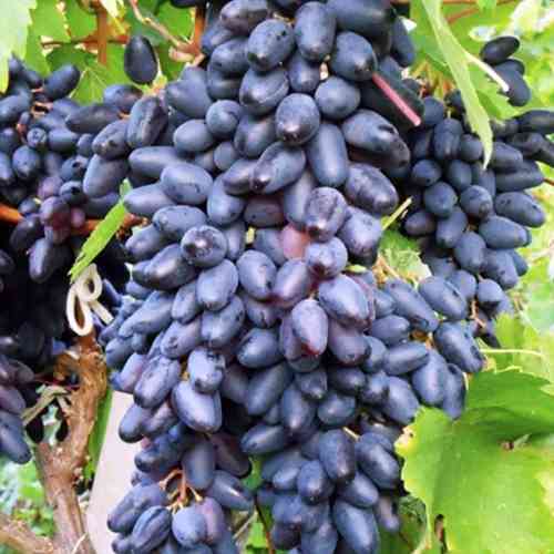 Саженцы винограда Сувенир Васьковского (черенкованный) - 1-летний Черновцы