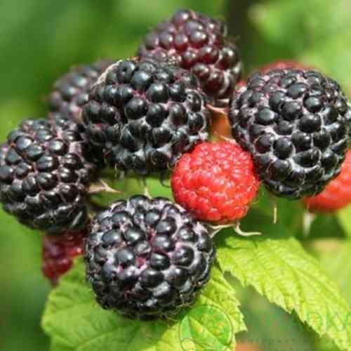 Саженцы малины Блэк Джевел (черенкованный) - 1-летний Черновцы