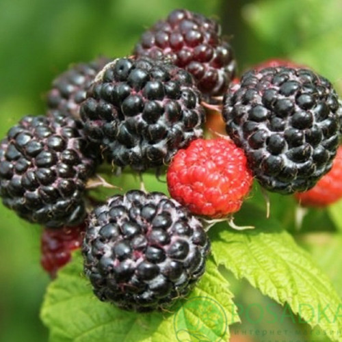 Саженцы малины Блэк Джевел (черенкованный) - 1-летний Черновцы - изображение 1