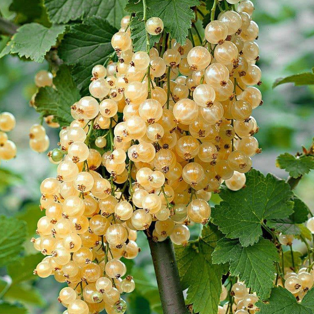 Саджанці смородини на штамбі Імператорська (привитий) - 2-річний Чернівці - фото 1